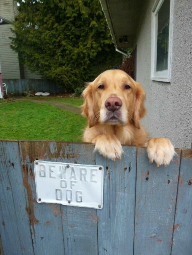 Fotografie:duck.show