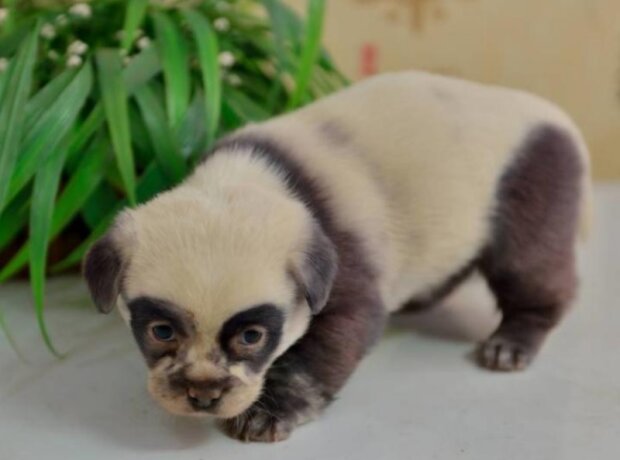 Zvířata. Foto: snímek obrazovky laykni.com