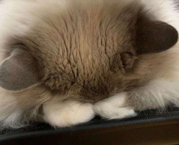 Fotografie: duck.show