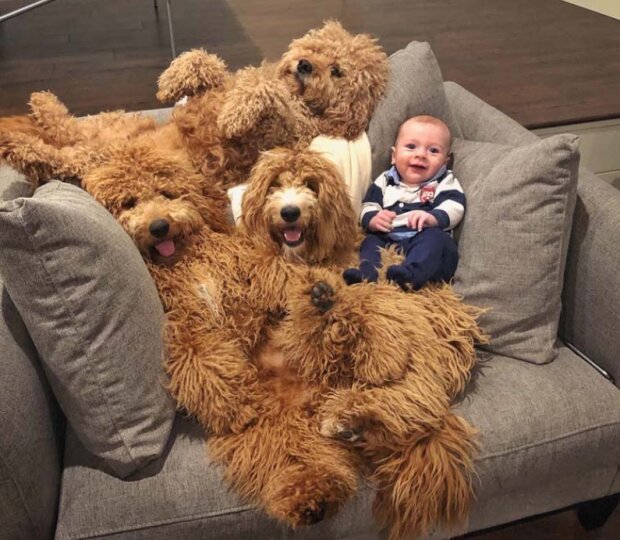 Pes a ditě. Foto: snímek obrazovky storyfox.ru