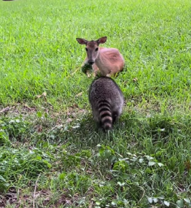 Mýval a kolouch. Foto: snímek obrazovky Instagram