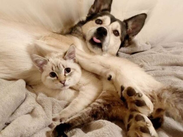 Pes a kotě. Foto: snímek obrazovky neskychno.com