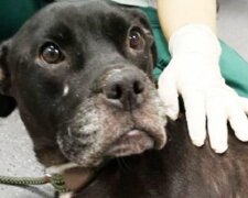 Fenka, která byla ponechána svému osudu, spěchala k lidem, aby poděkovala za spasení