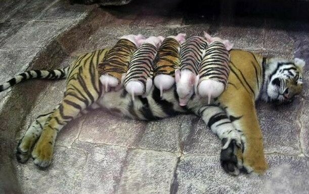 Tygřice přišla o svá mláďata a upadla do deprese. Tehdy si pracovníci zoo oblékli prasata se v pruhované obleky a spustili je do klece