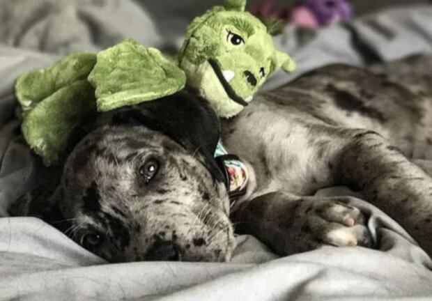 Pes a hračka. Foto: snímek obrazovky metro.co.uk