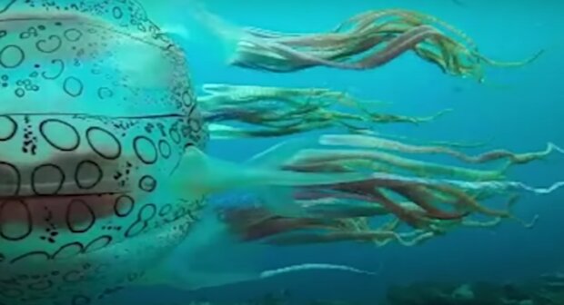 Neobvyklá medúza. Foto: snímek obrazovky YouTube