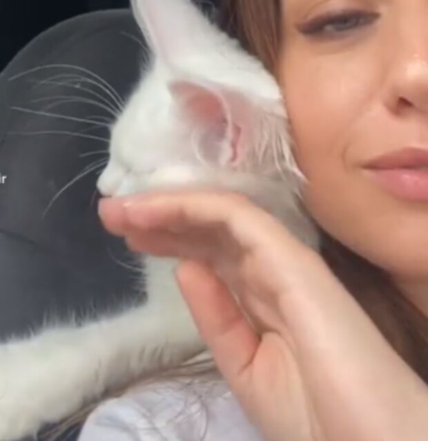 Kocour. Foto: snímek obrazovky Instagram