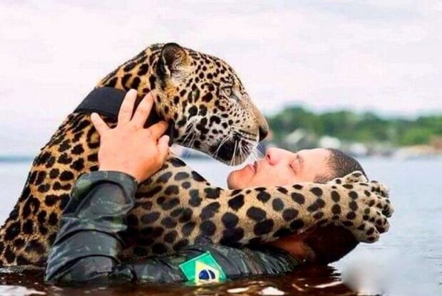 Proč zachráněný jaguár obejmul svého zachránce jako domácí kočka. Věděl, že jeho život je v rukách