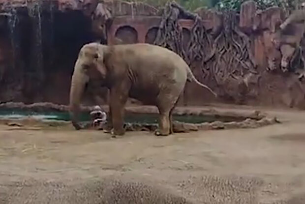 "Udělal, co mohl" : jak slon zachránil antilopu, která spadla do bazénu s vodou