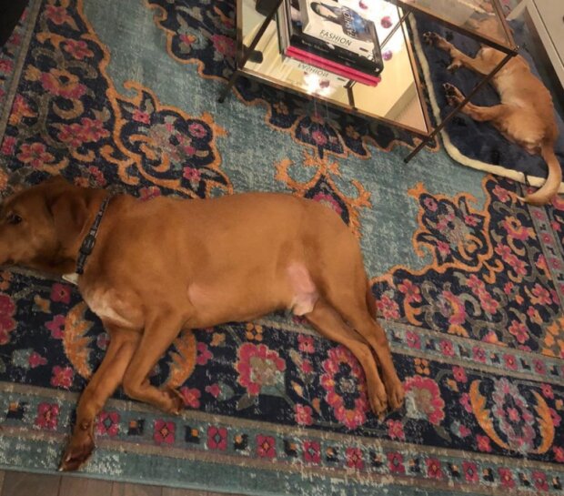 Pes. Foto: snímek obrazovky laykni.com