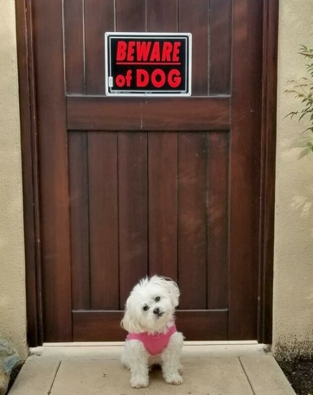 Fotografie:duck.show