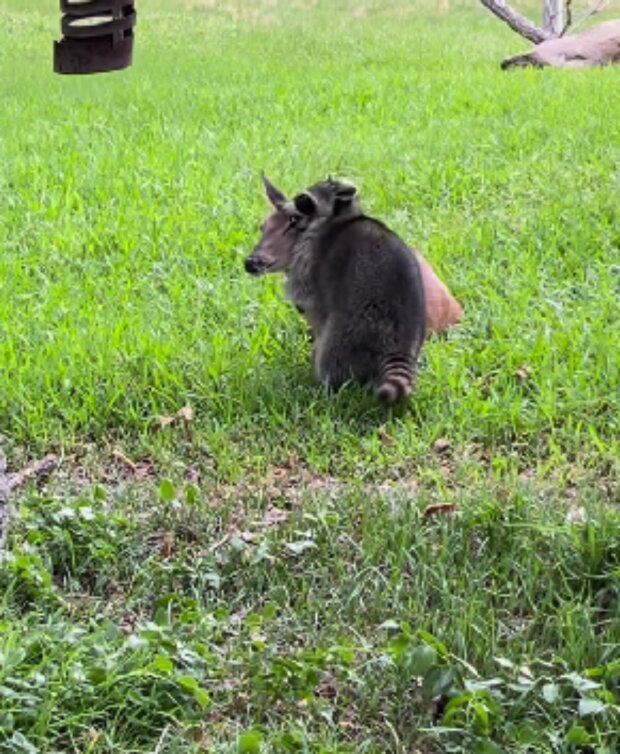 Mýval a kolouch. Foto: snímek obrazovky Instagram