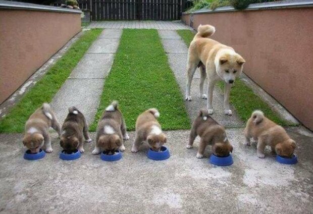 Fotografie: duck.show