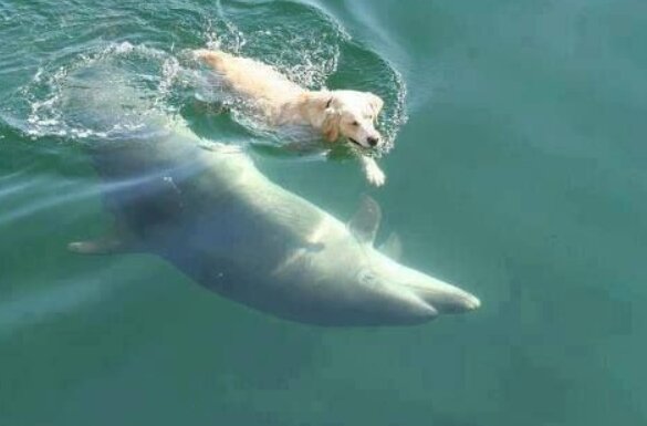 Labrador běží téměř každý den k přístavu, aby zaplaval se svým přítelem delfínem