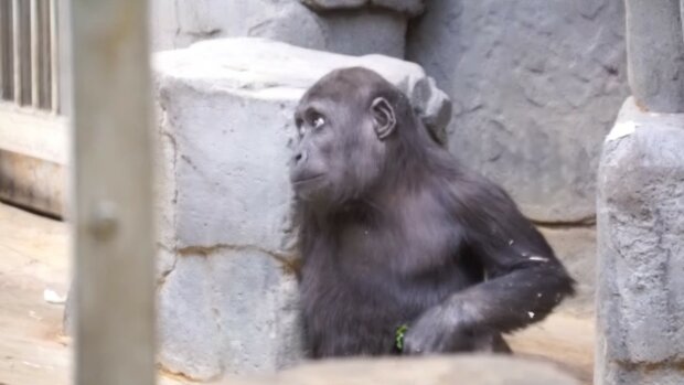 Sochař postavil pomník třem opicím: proč si to opice zasloužily