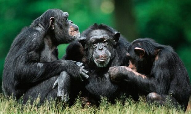 Téměř jako lidé: jaká gesta šimpanzi používají ke komunikaci mezi sebou