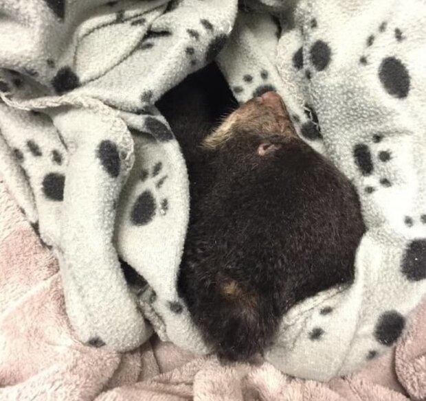 Medvěd. Foto: snímek obrazovky storyfox.ru