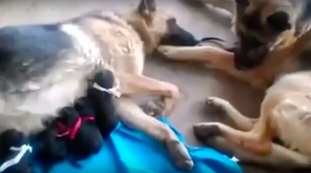 Video, jak pes lituje své přítelkyně po dlouhém porodu se dotkl uživatelů internetu
