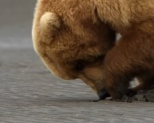 Týden tlustých medvědů, Foto: snímek obrazovky YouTube