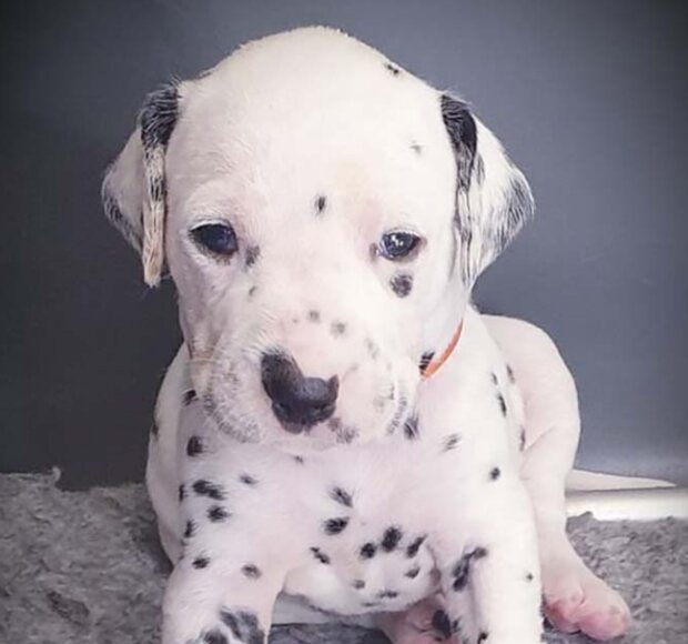 Zvíře. Foto: snímek obrazovky laykni.com