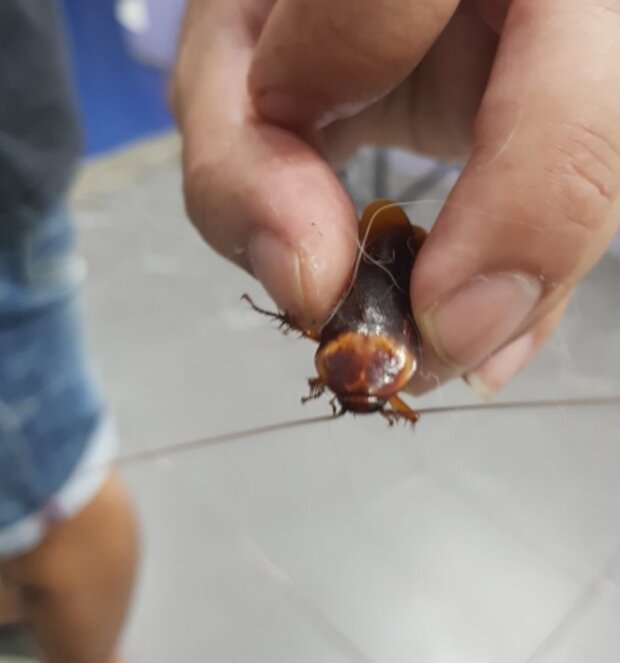 Šváb. Foto: snímek obrazovky bigpicture.ru