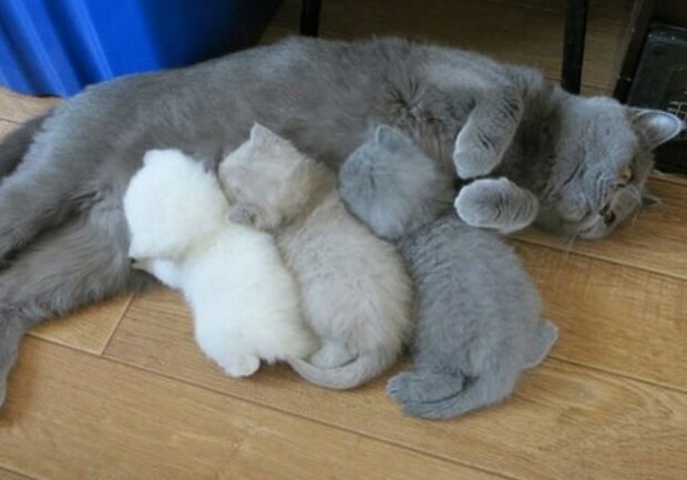 Fotografie: cheezburger.com