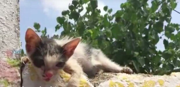 Muž našel kotě, které potřebovalo pomoc, a za tři měsíce udělal nemožné