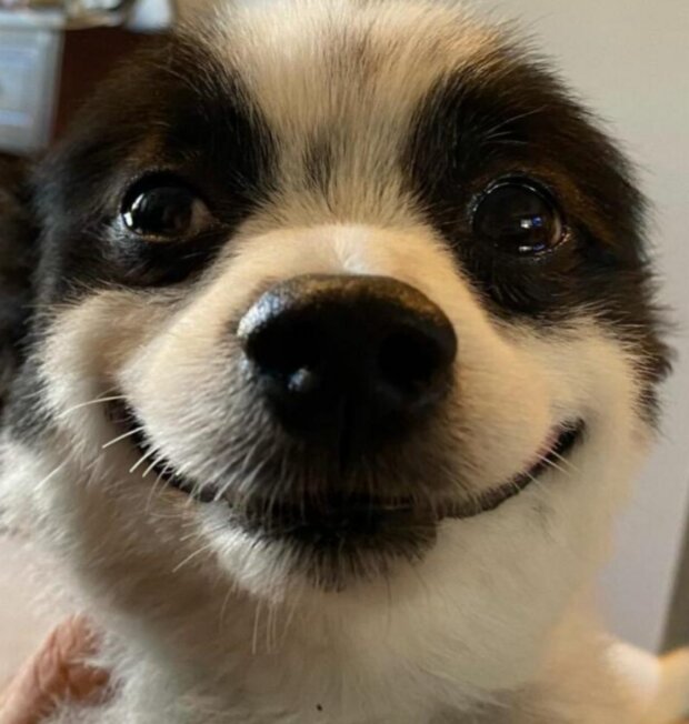 Shavi. Foto: snímek obrazovky chevysmiles