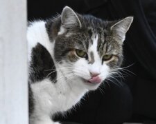 Nejlepší kočka Británie, Foto: snímek obrazovky Twitter