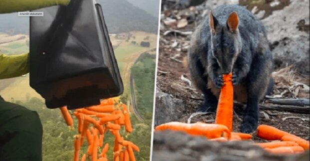 "Pomoc z nebes": australské úřady nakrmili postižená zvířata a vysadily ze vzduchu tisíce kilogramů mrkve a sladkých brambor