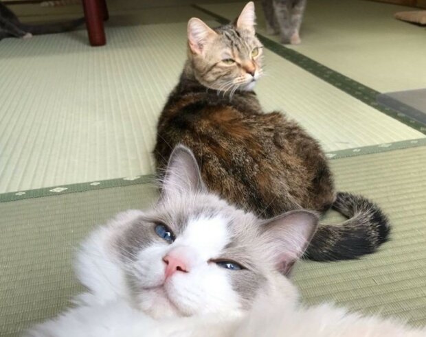 Fotografie: 4tololo.ru