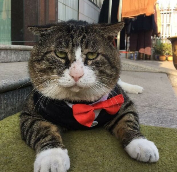 Fotografie: duck.show