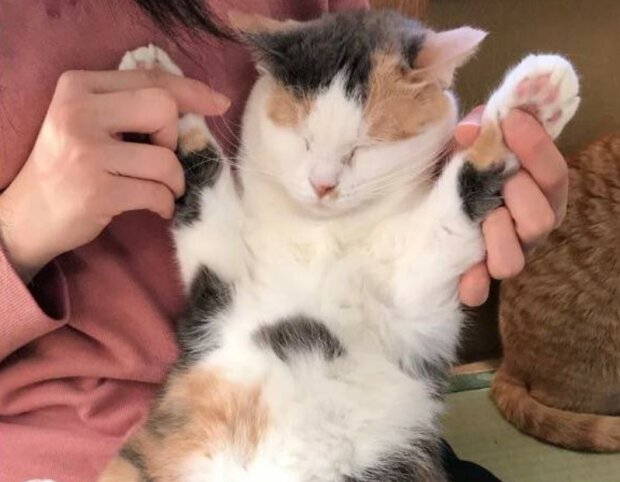 Fotografie: 4tololo.ru