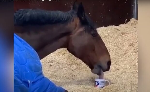 Policejní kůň se odmítá probudit bez šálku čaje s cukrem: videokamera zachytila lstivé zvíře