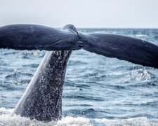 Fotografie: Richard Sagredo | Unsplash