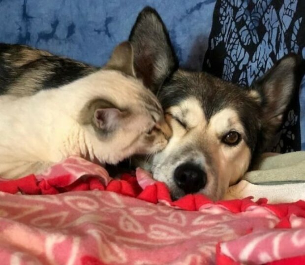 Fotografie: duck.show