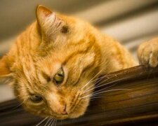 Celý internet pobavilo video, ve kterém kocour vtipně reaguje na zpívání páníčka