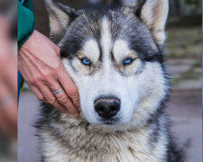 Ráno zaměstnanci útulku slyšeli hlasité štěkání: krásný a laskavý pes sám přišel prosít o přístřeší