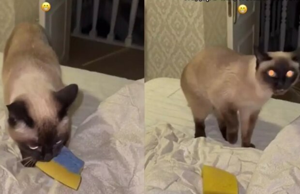 "Zotavuj se, moje kožená paní": starostlivá kočka přinesla dárek nemocné majitelce