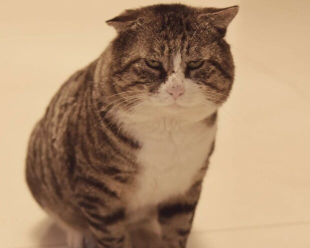 Fotografie: duck.show