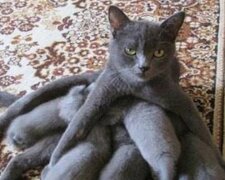 Rozkošné chlupaté maminky, unavené, ale šťastné