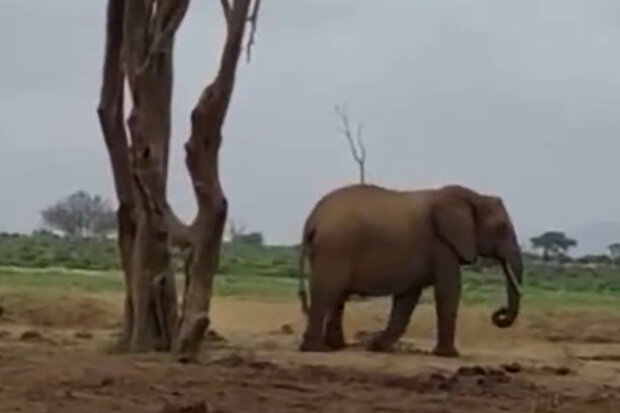 "Zdá se, že zvířata chápou, že zaměstnanci naší organizace jim pomáhají": Jak slonice poděkovala lidem, kteří její slůně vytáhli ze studny