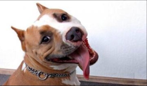 Pes jménem Martin čekal, až majitelé odejdou, a rozesmál celý internet