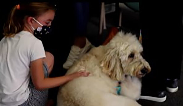 "Cítila jsem se špatně": Jak pes jménem Ollie pomáhá dětem přestat se bát injekcí