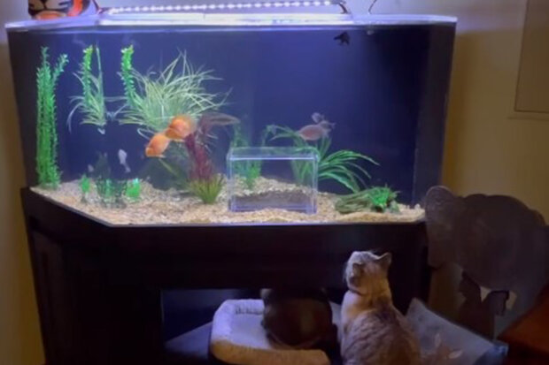 "Jasper má vlastní akvárium": Jak člověk udělal Akvárium speciálně pro svého kocoura