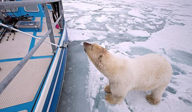 "Zvědavý místní obyvatel": Polárník chtěl vyfotit ledního medvěda a on to bral jako pozvánku na palubu