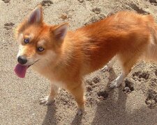 Pes liška získal srdce uživatelů internetu: jedinečný vzhled učinil zvíře hvězdou