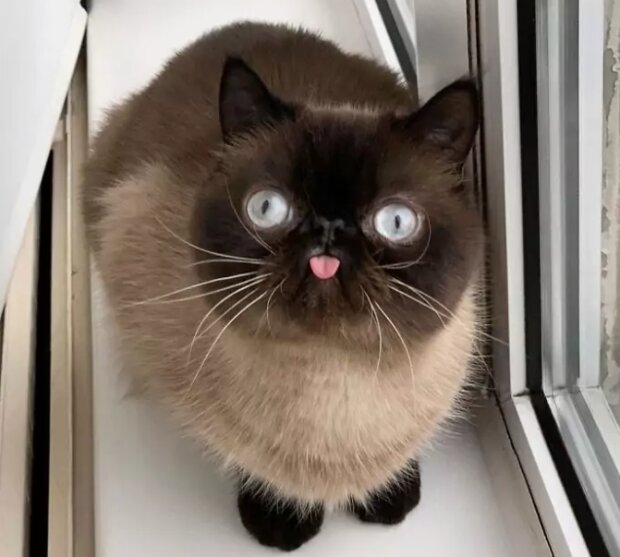 Fotografie: instagram.com/neko.ikiru.san