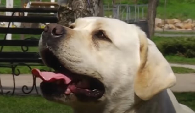 Pes. Foto: snímek obrazovky YouTube