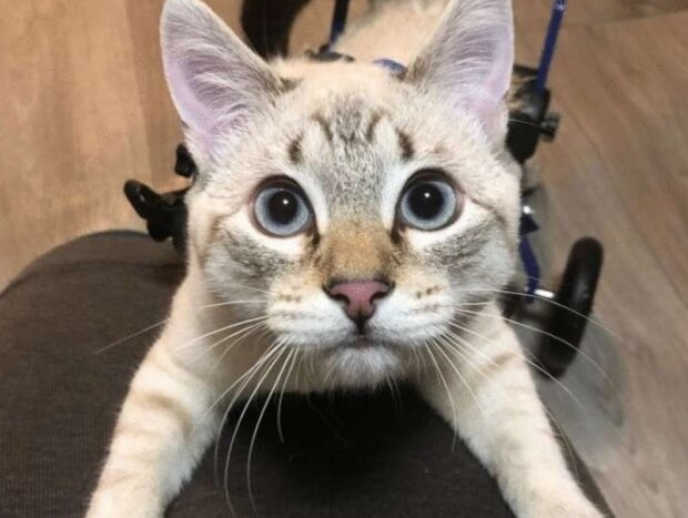 Kotě. Foto: snímek obrazovky neskychno.com